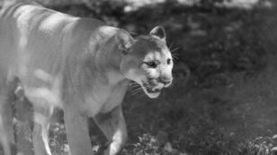 Ghost Cat Gone: Eastern Cougar Officially Declared Extinct