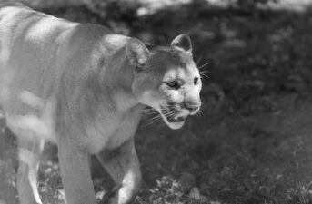 Ghost Cat Gone: Eastern Cougar Officially Declared Extinct