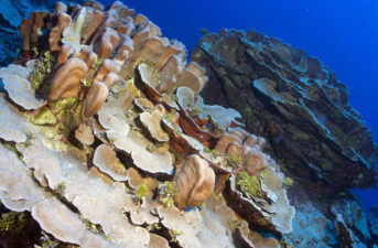 ‘Twilight Zone’ Reefs Win a Conservation Spotlight