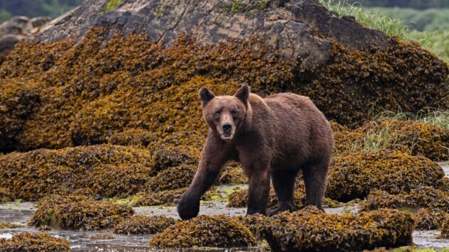 Canada’s Starving Grizzlies Mean Low Salmon Stock
