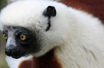 Sifaka Lemurs Listed as ‘Critically Endangered’ Amid Mysterious Die-Off