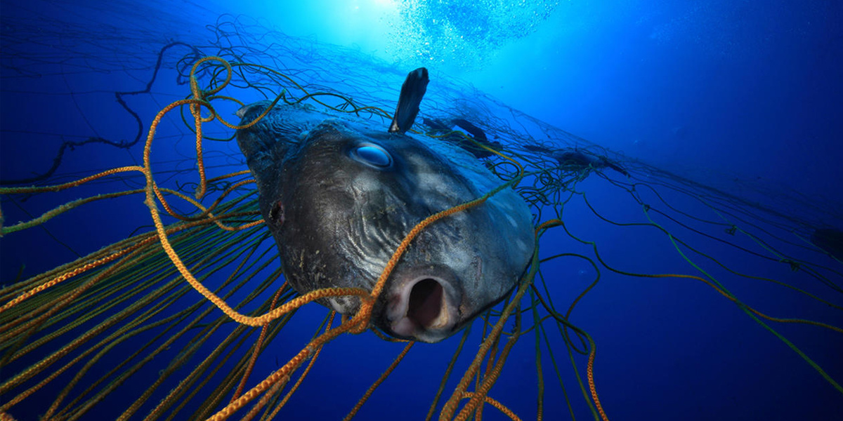 A Single Discarded Fishing Net Can Keep Killing for Centuries - EcoWatch