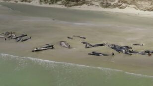 145 Whales Dead After Mass Stranding on New Zealand Beach