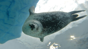 Arctic Warming Endangers Ringed Seals