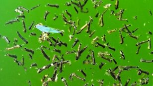 Mosquitoes Could Spread Microplastics, Study Suggests