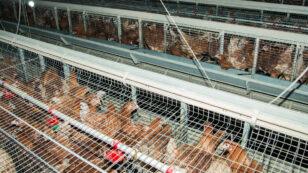 USDA Allows Animal Neglect and Abuse at Poultry Slaughter Plants