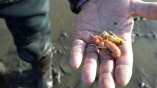 Native Shrimp Must Be Saved From Neonics, Washington State Rules