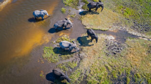 Elephant Poaching Is on the Rise in Botswana, Study Confirms
