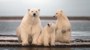 Biden Admin. Sued for Giving Big Oil Green Light to Harass Polar Bears, Walruses