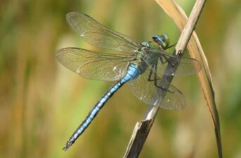 Some Dragonflies May Be Benefiting From Global Warming