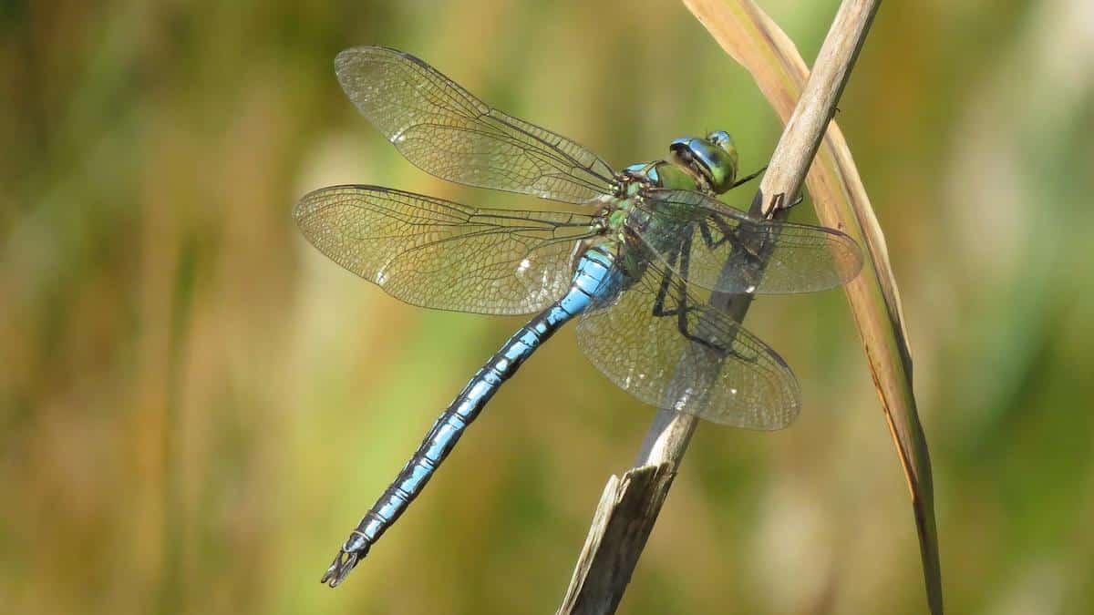 ​An emperor dragonfly in the UK.