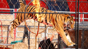 Italy Bans Use of Circus Animals