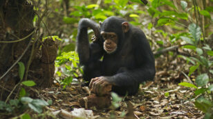 The UN Looks to Protect Chimpanzee Culture