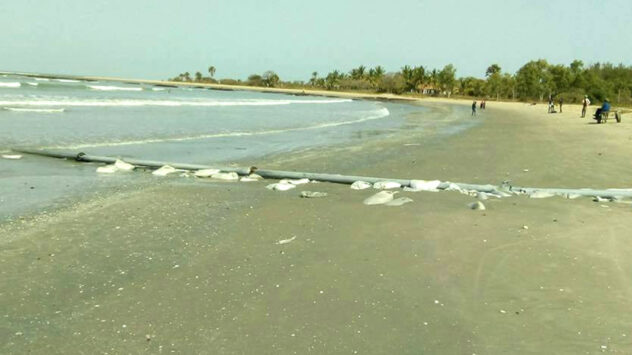 Dolphin Dead on Gambian Beach Blamed on Pollution From Chinese Factory