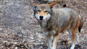 Fate of World’s Last 45 Red Wolves in the Wild in Hands of U.S. Fish & Wildlife Service