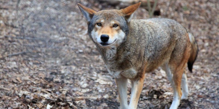 Fate of World's Last 45 Red Wolves in the Wild in Hands of U.S. Fish ...