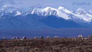Bipartisan Bill Seeks to Ban Drilling in Arctic National Wildlife Refuge