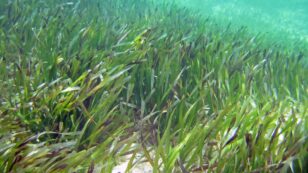 Seagrass Could Play a Major Role in Slowing Climate Change