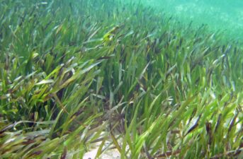 Seagrass Could Play a Major Role in Slowing Climate Change