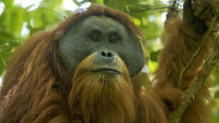 New Dam Could Be ‘Ecological Armageddon’ for Rare Orangutan