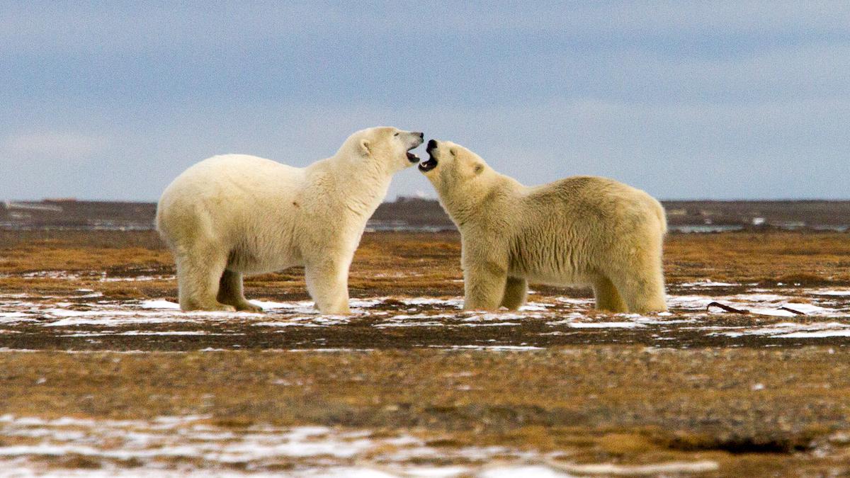 Court Rejects Trump’s Arctic Drilling Proposal in ‘Huge Victory for Polar Bears and Our Climate’