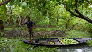 Could Floating Gardens Protect Flood-Prone Communities in Bangladesh?