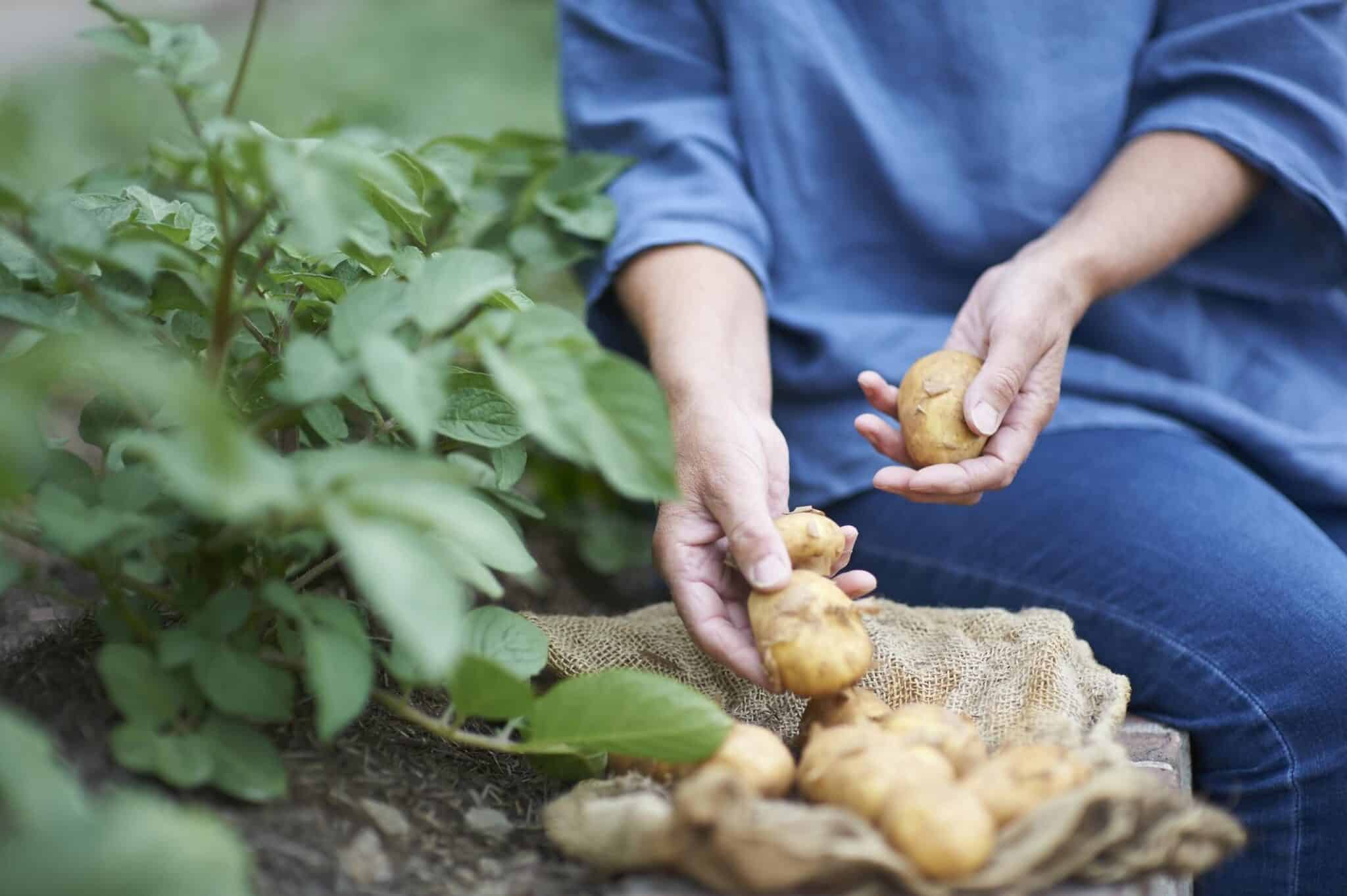 Woman gathering potatoes from vegetable patch