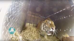 New Sightings of ‘Putin’s Tigers’ Are Good News for Conservation in Russia