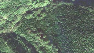 Tree ‘Crop Circles’ Emerge in Japan, Results From 1973 Forestry Experiment