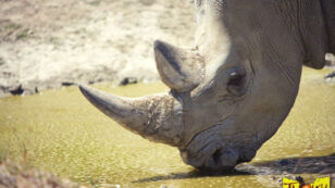 Rhino Shot Dead by Poachers at French Zoo