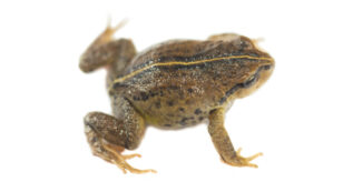 New Frog Species Is Discovered in Peru