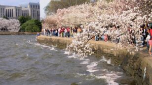 Climate Crisis Is Coming for the Tidal Basin in DC