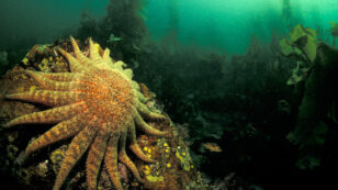 Warming Oceans Strongly Linked to Sea Star Die-Off