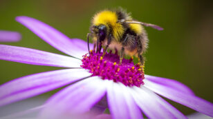 Pesticide Exposure Changes Bees’ Genes