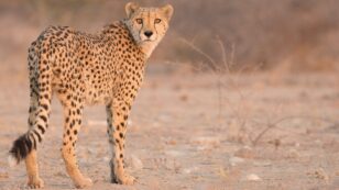 South Africa Is Increasing Its Wild Cheetah Population