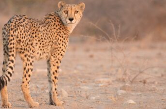 South Africa Is Increasing Its Wild Cheetah Population