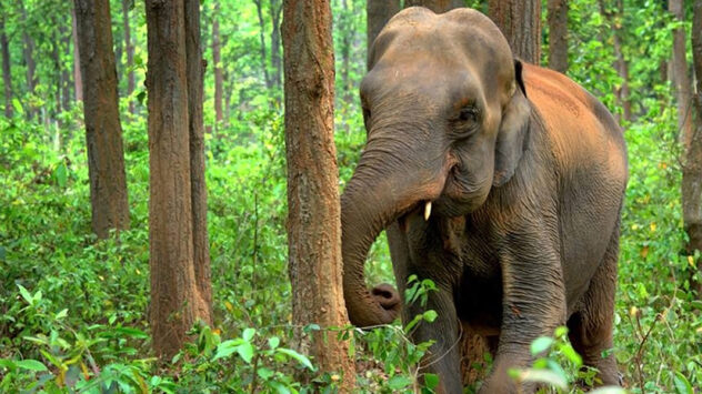 Forest Gardening With Space for Wild Elephants