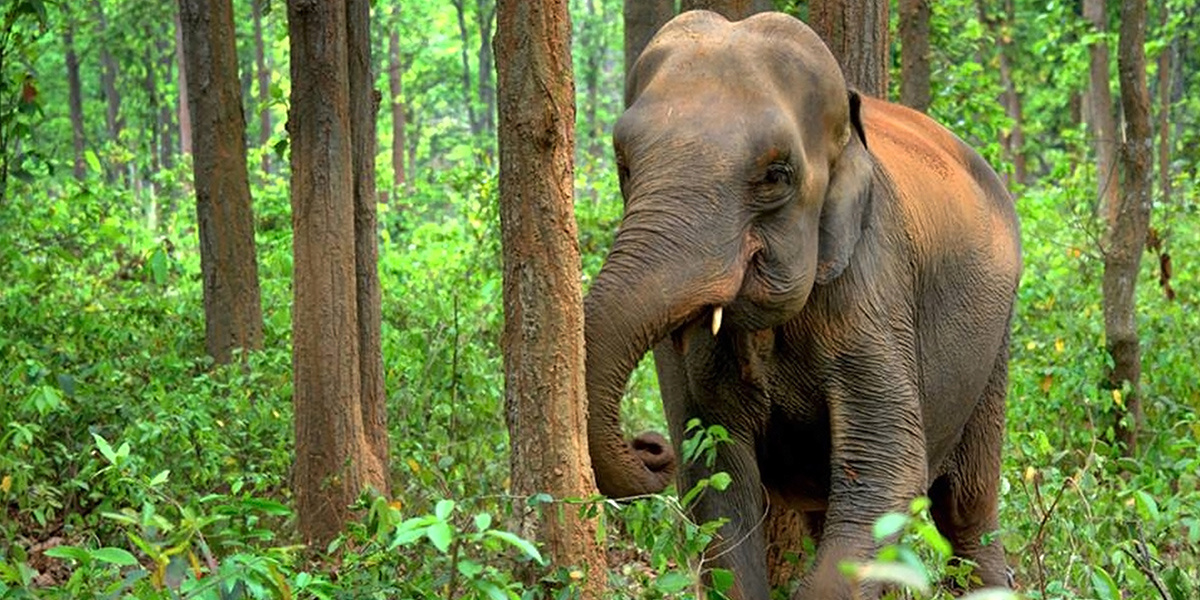 Forest Gardening With Space for Wild Elephants