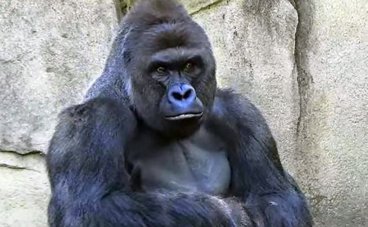 5 Times Animals Have Been Killed in Zoos Due to Human Encounters - EcoWatch