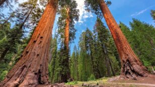 Conservation Group to Buy World’s Largest Privately Held Sequoia Forest for $15M