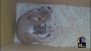 Denver Zoo Welcomes Two New Lion Cubs