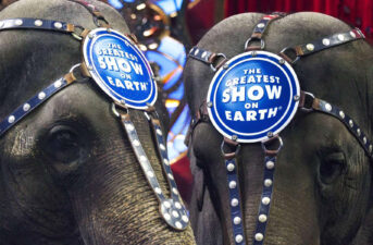 Ringling Bros. Circus Is Shutting Down After 146 Years