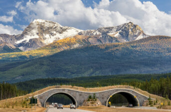 Will You See Wildlife Crossings on Your Vacation?