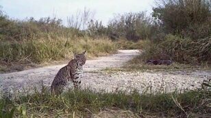 Heartbreaking Butterfly Center Video Shows Bobcat At Risk From Border Wall