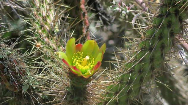 Prickly But Unprotected: 18 Percent of Cactus Species at Risk