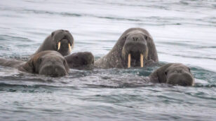 Mother Walrus Attacks and Sinks Russian Naval Boat to Protect Her Cubs