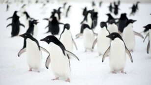 150,000 Penguins Die After Huge Iceberg Blocks Route to Sea