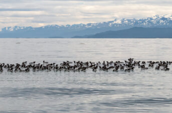 Death of 1 Million Seabirds Tied to Massive ‘Blob’ of Hot Water in the Pacific