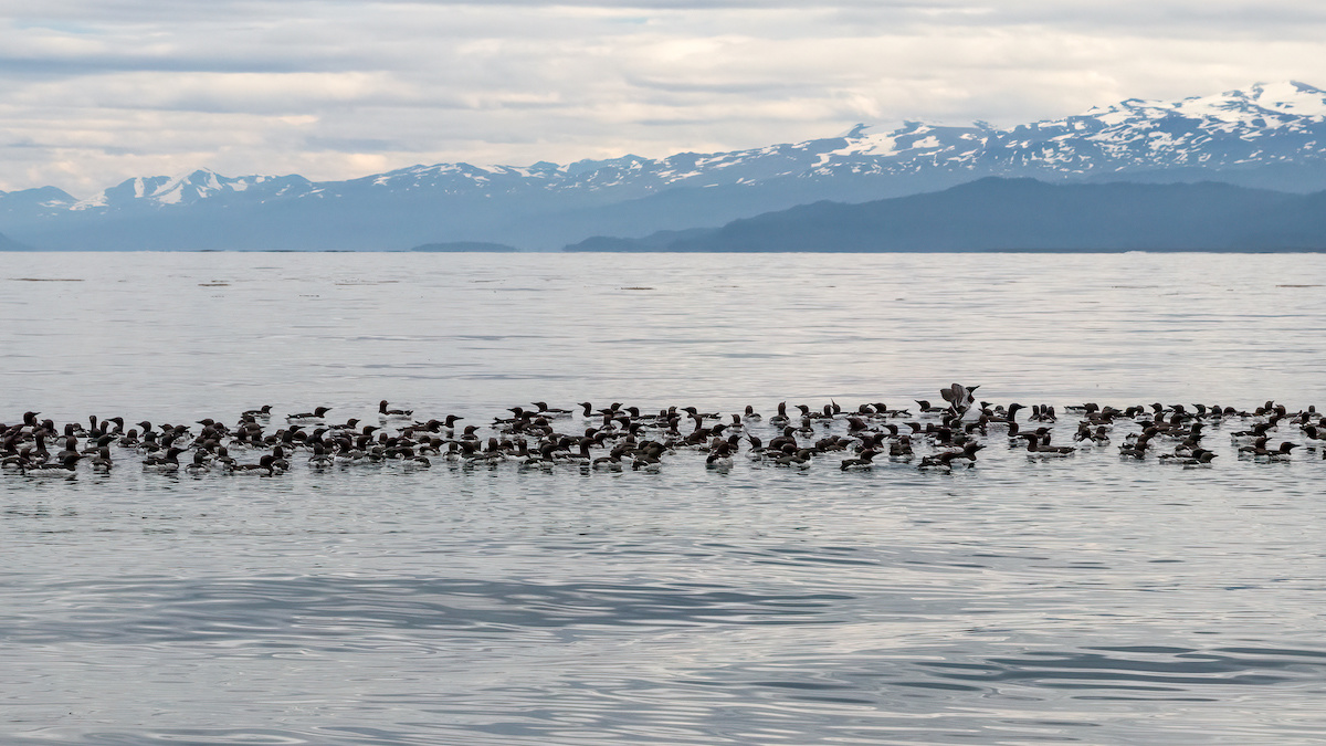 Death of 1 Million Seabirds Tied to Massive ‘Blob’ of Hot Water in the Pacific