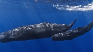 Sighting of Sperm Whales in Arctic Waters ‘Really Shocking’